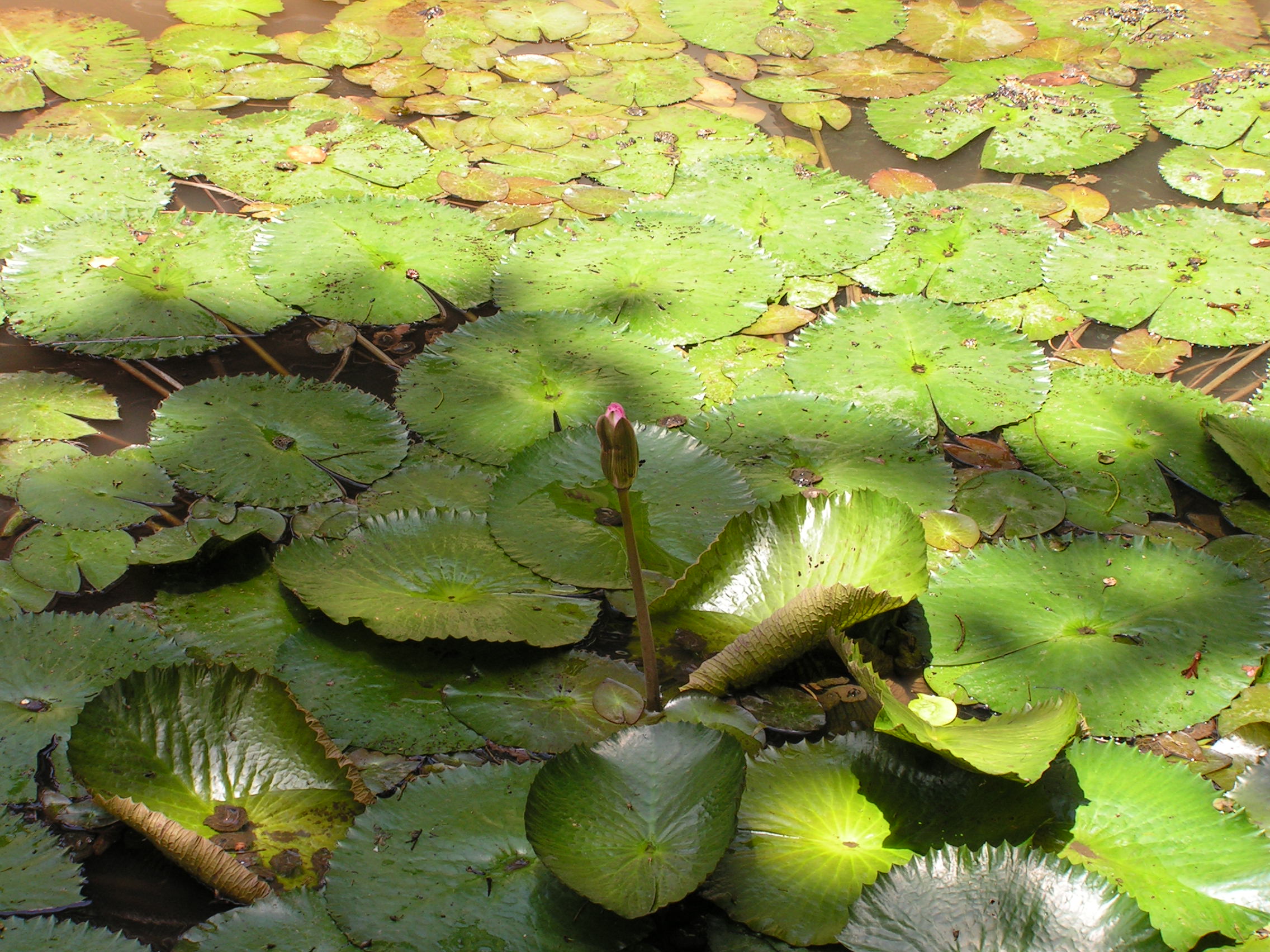 ./2005/Puerto Rico/Part 2/PICT0141.JPG